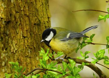5 manieren waarop je meer vogels in je tuin kunt krijgen