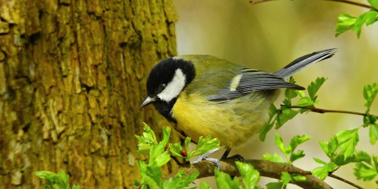 5 manieren waarop je meer vogels in je tuin kunt krijgen