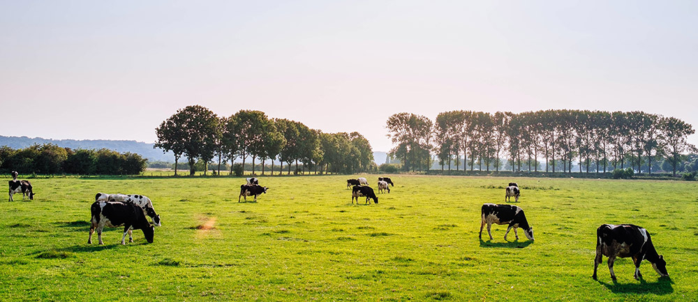 Koeien in de wei in een mooi Nederlands landschap