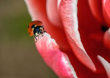 Zo creëer jij een insectenparadijs