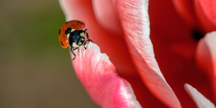 Zo creëer jij een insectenparadijs