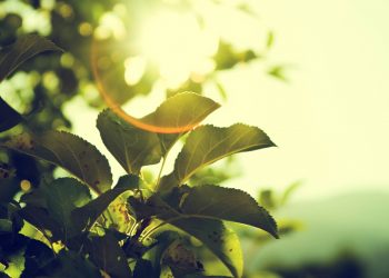 Groene blaadjes van een struik in het zonlicht