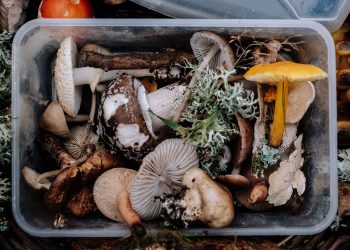 Bakje met verschillende soorten afgesneden paddenstoelen