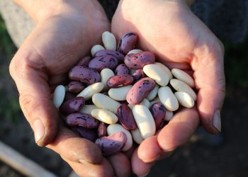 Handen vol met verschillende gedroogde peulvruchten