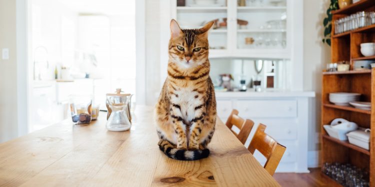 Huisdier noodsticker: een absolute must voor iedereen die een huisdier heeft