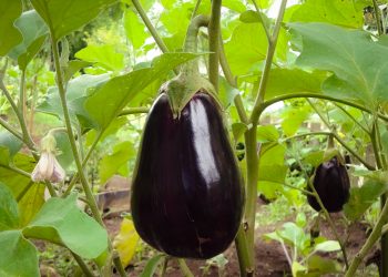Aubergines: Super gezond en veelzijdig