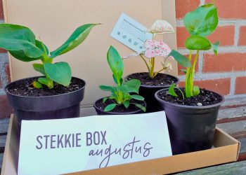 Een kartonnen brievenbuspost doos met daarin een brief die zegt Stekkie box augustus en daarachter 4 planten stekjes in zwarte potjes