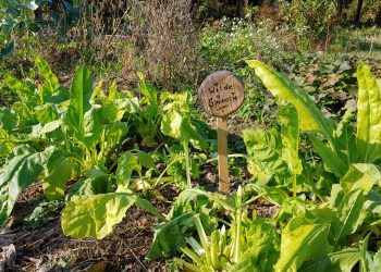 moestuin met planten en bordje met tekst wilde spinazie