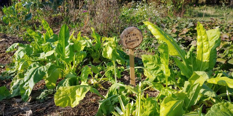 moestuin met planten en bordje met tekst wilde spinazie