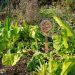 moestuin met planten en bordje met tekst wilde spinazie