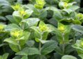 Veld met muntplanten